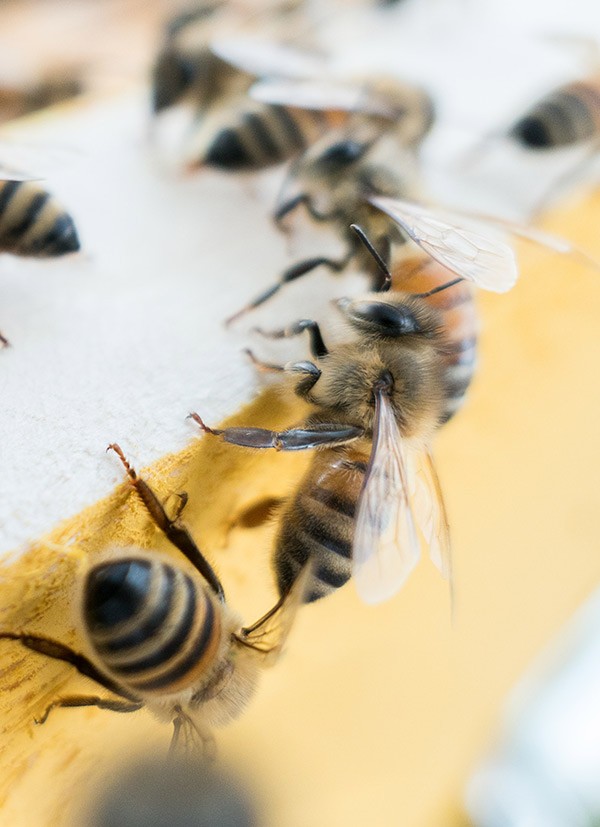 Bees on a yellow board