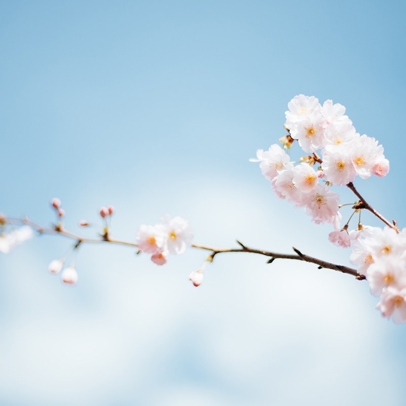 Azurea summer photograph 6