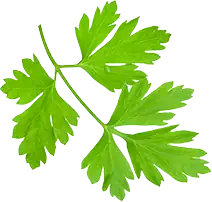 Coriander Leaf Flakes