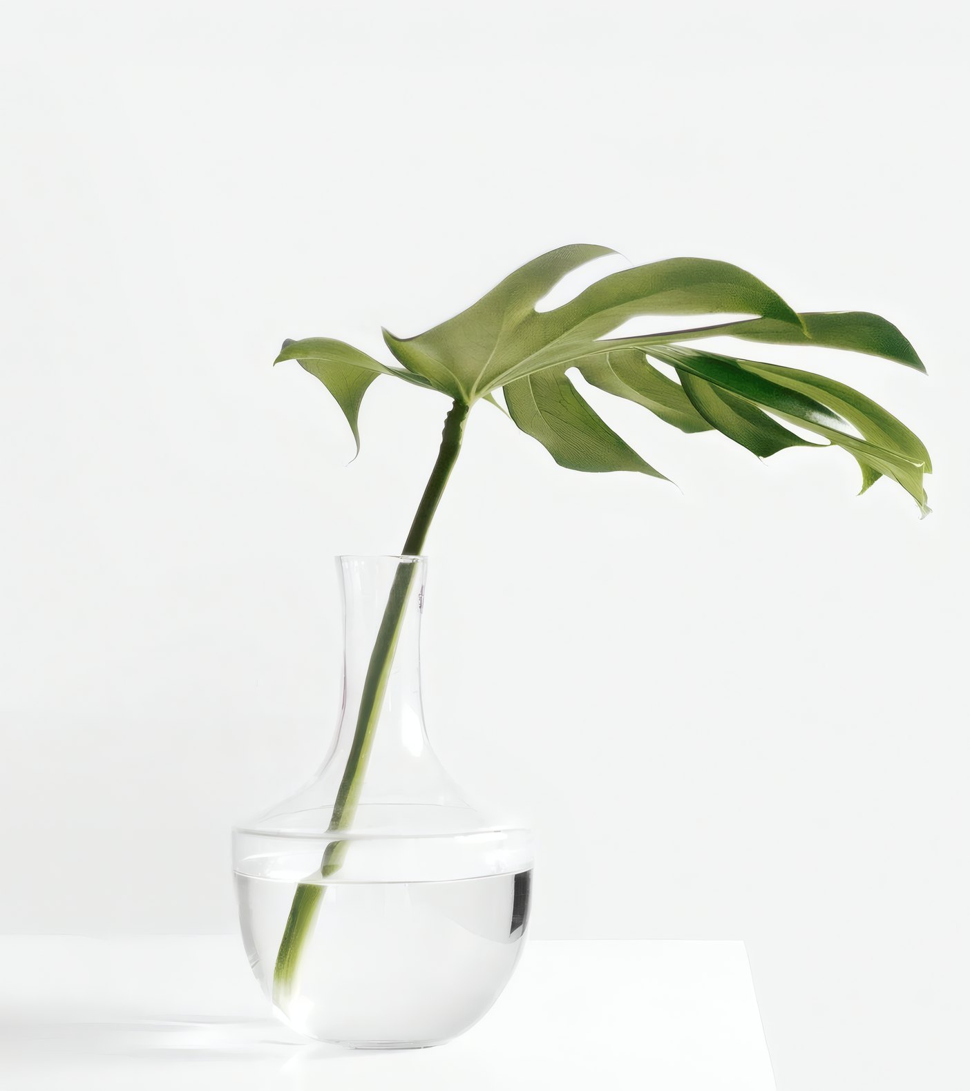 Glass & Green for Fern & Form, frame 1