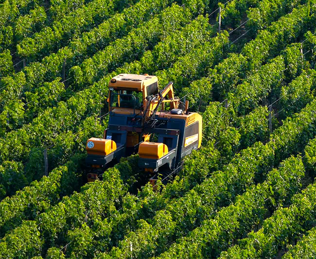 A Morning In The Vineyard Rows