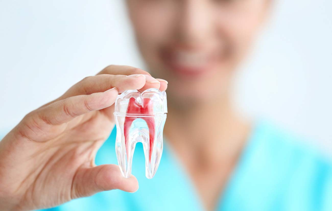 A dentist explaining a model to a patient