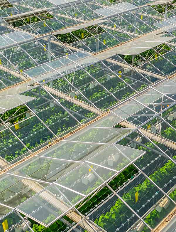 Greenhouse Salad, Tips For The Season