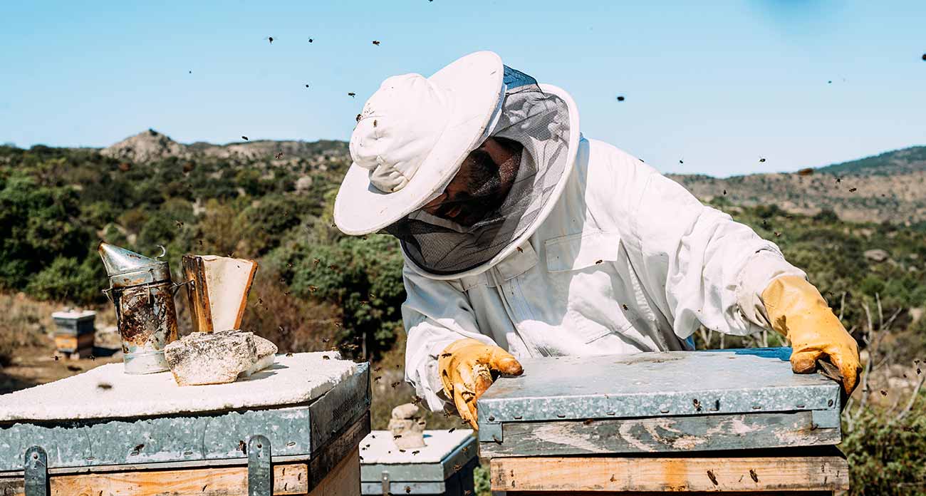 A beekeeper checking a frame among the hives