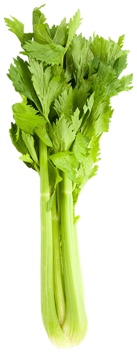 Celery