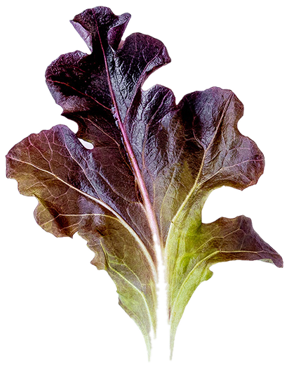 Coral Lettuce