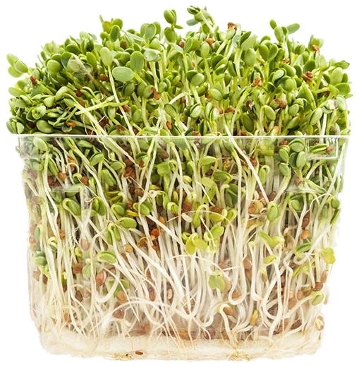 Pea Shoots