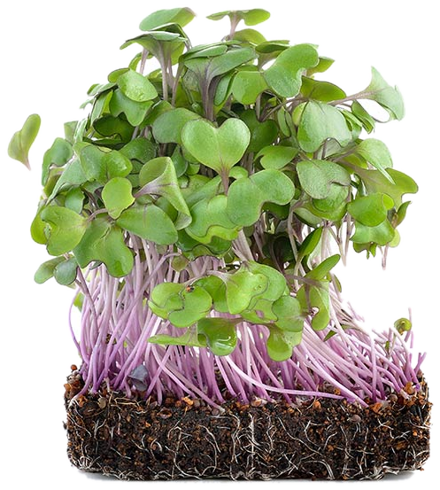 Radish Microgreens