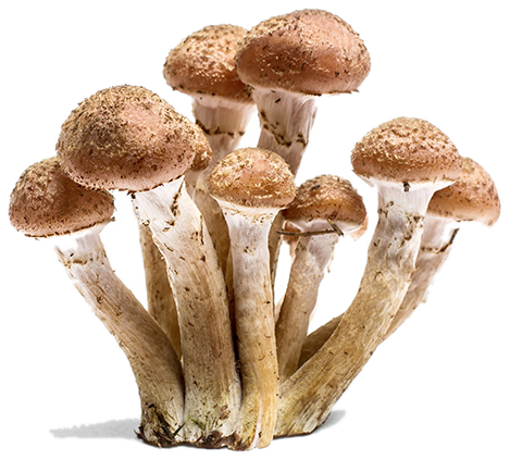 Shiitake