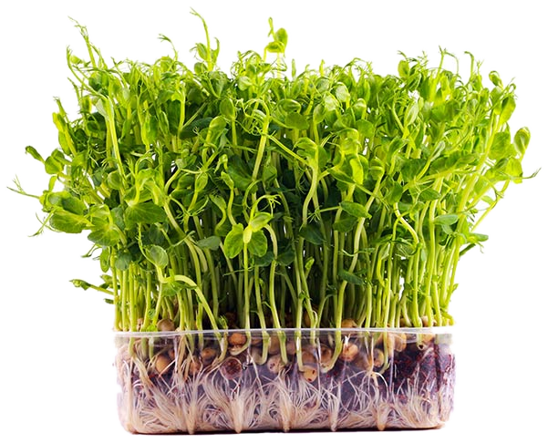 Sunflower Shoots