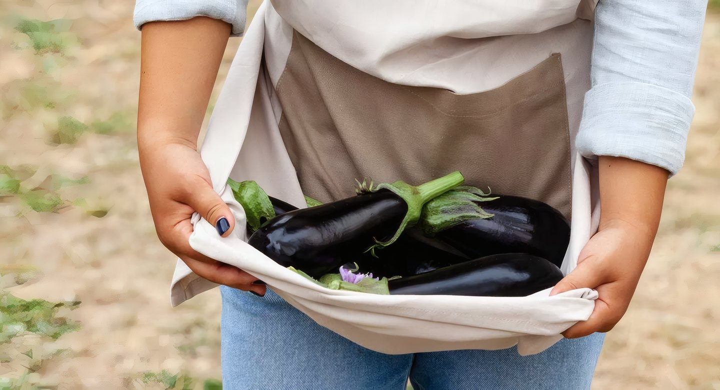 A grower holding aubergines in a cloth