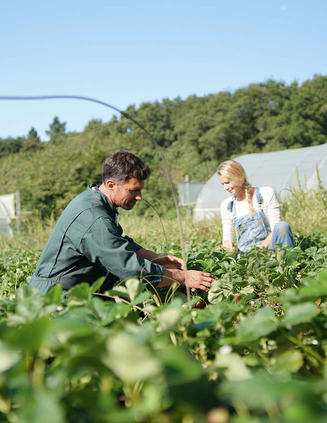 Two growers working between the crops