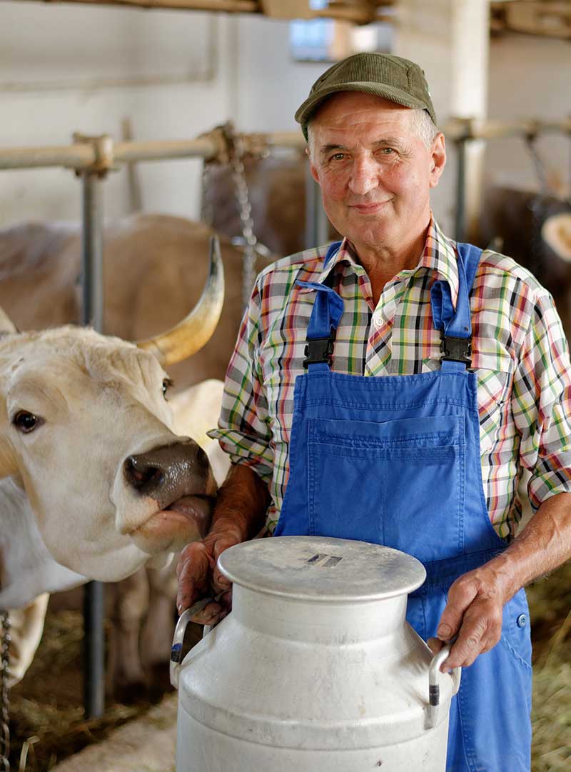 Cheese Making At The Creamery