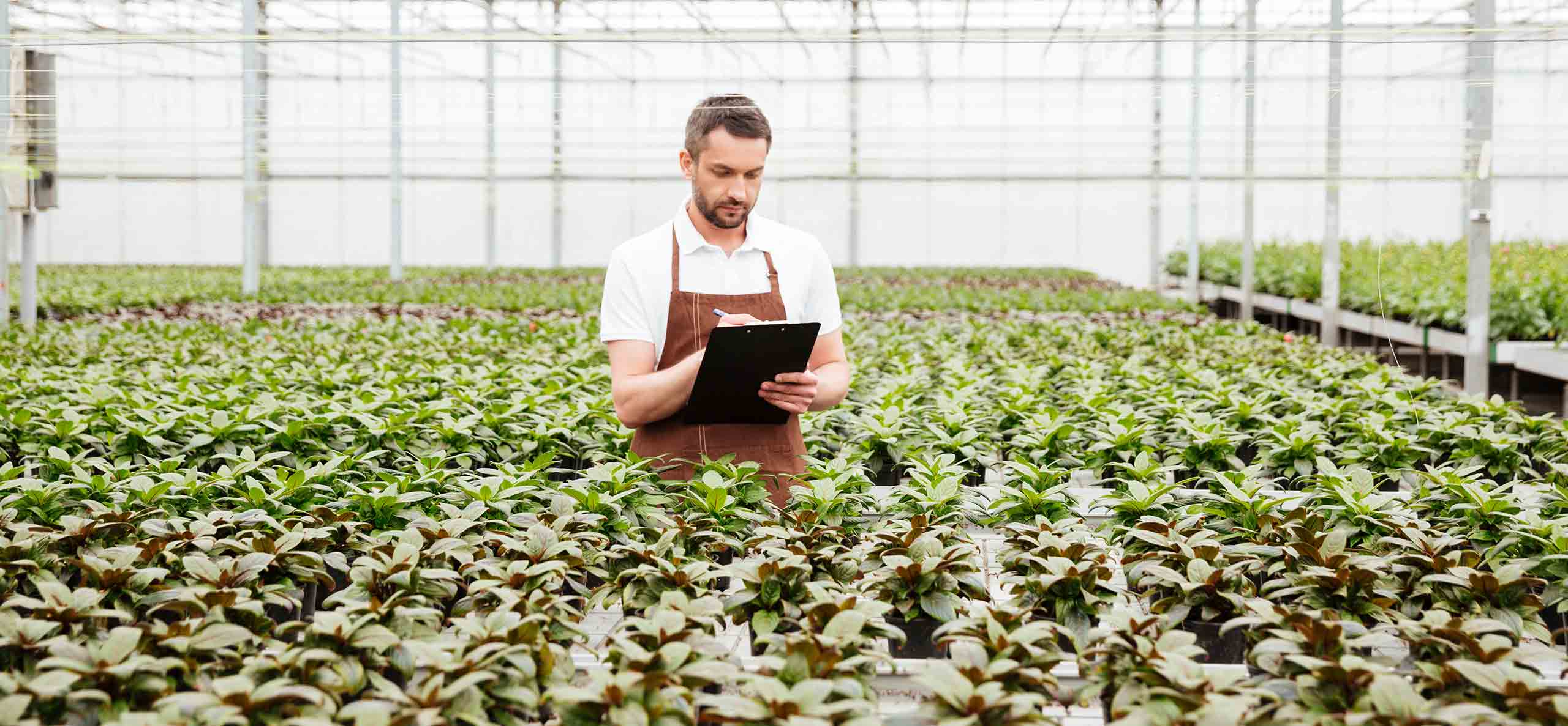 A grower checking rows of plants inside the greenhouse