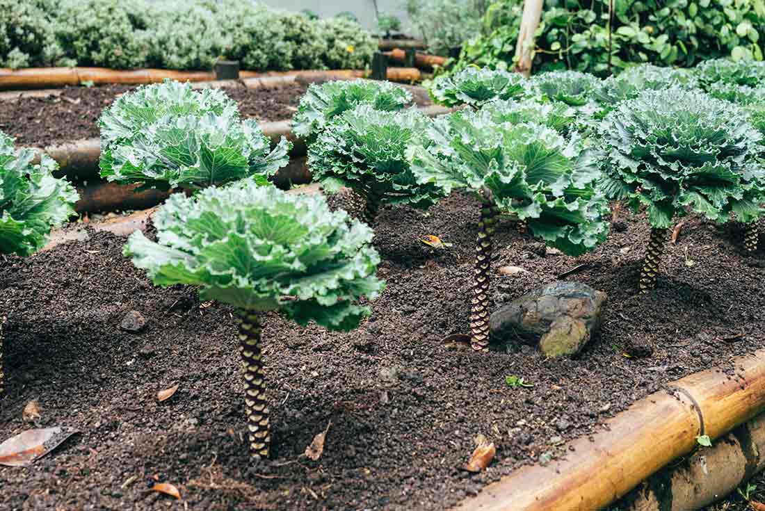 Ornamental kale growing in a raised bed