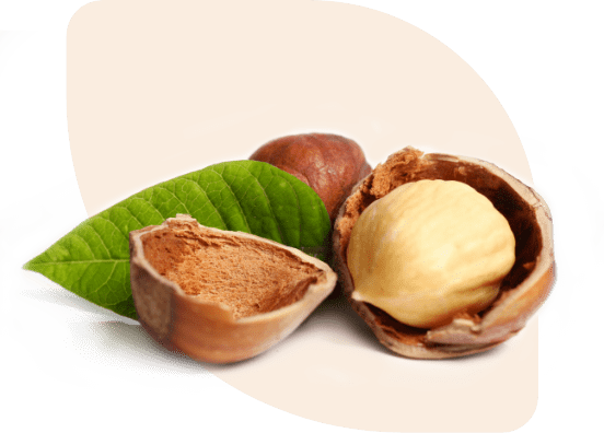Hazelnuts with a green leaf