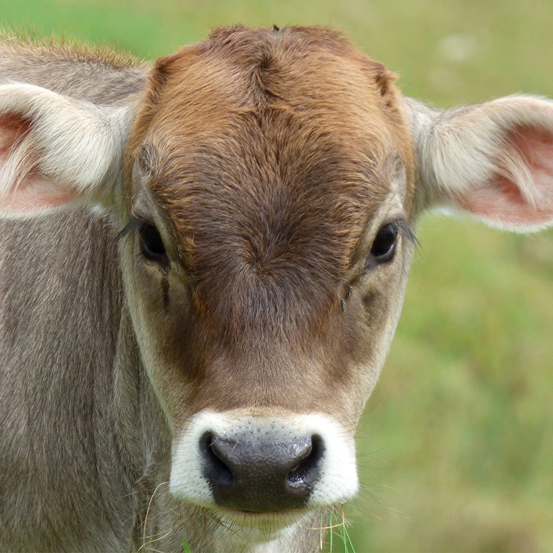 A calf on the river pasture