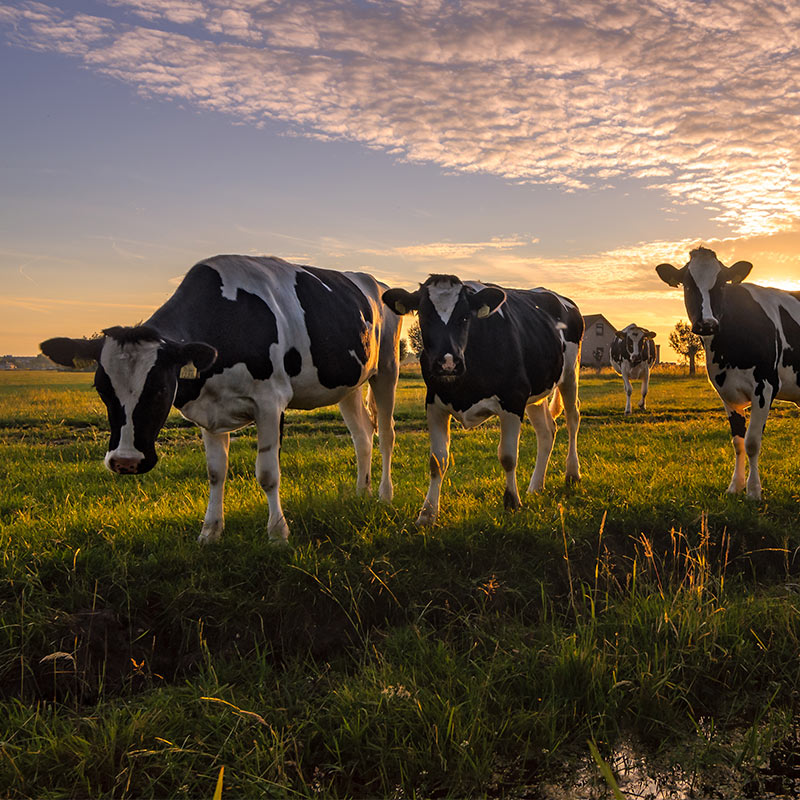 The herd at sunset