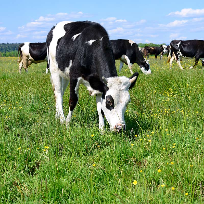 Grazing the spring grass