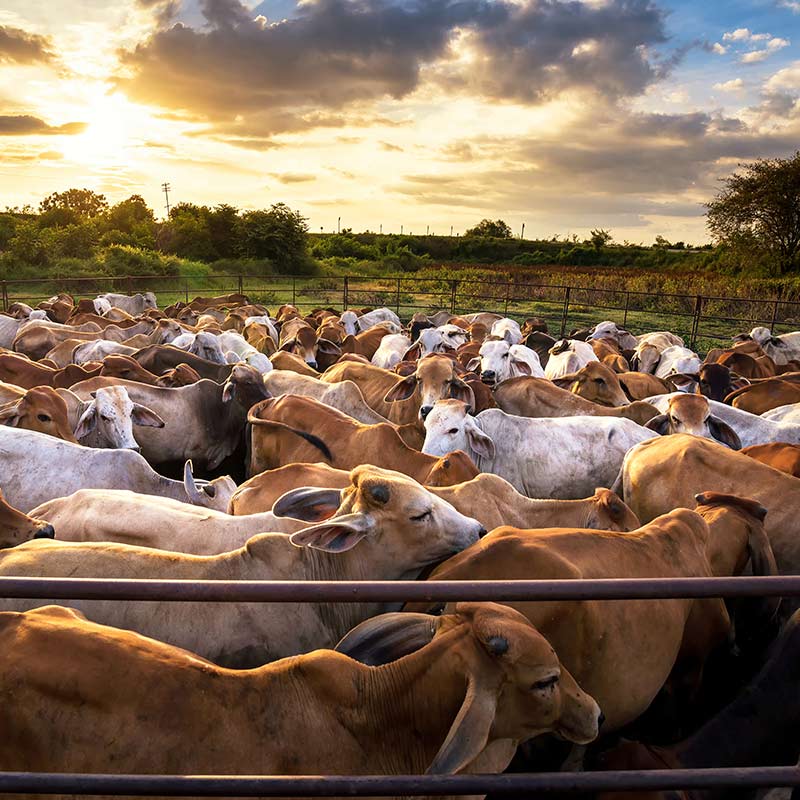 The herd coming in