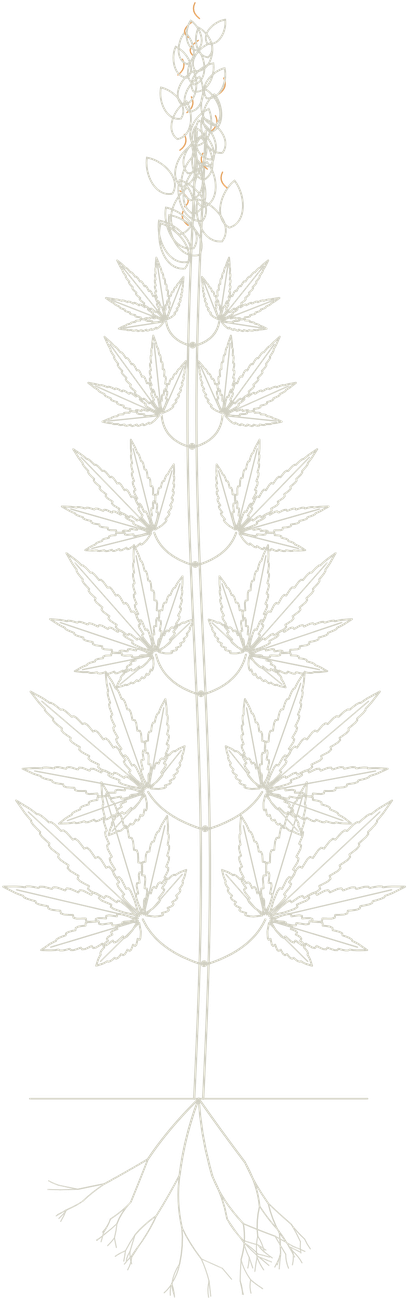 A line drawing of a hemp plant from its roots to its flowers