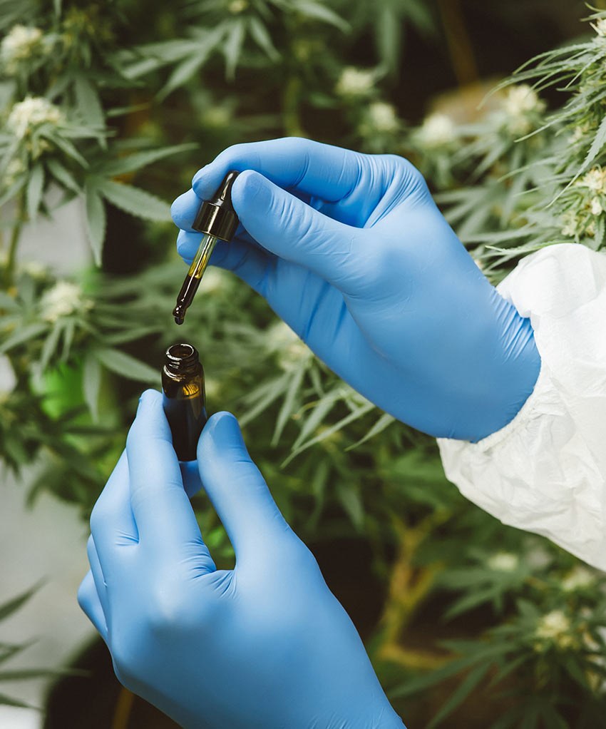 A dropper drawing oil from an amber bottle among hemp plants