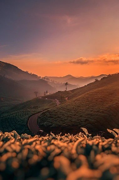 Tea terraces rolling away under a pink sunrise