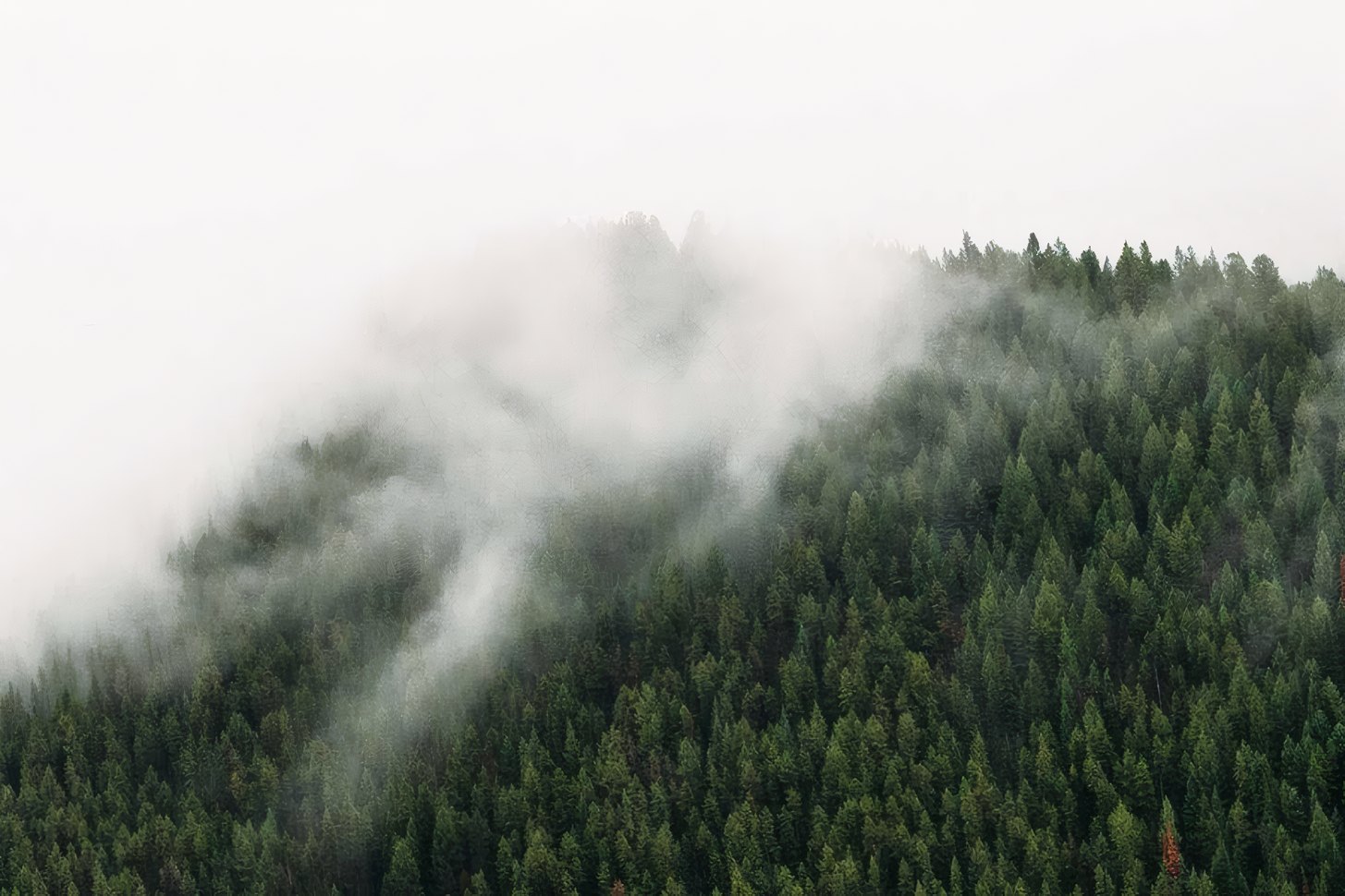 Woodland In Mist