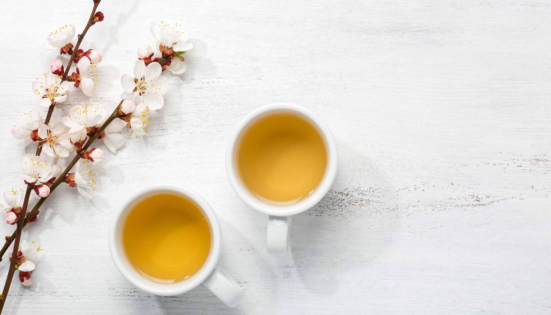 Two cups of golden tea beside a branch of apricot blossom