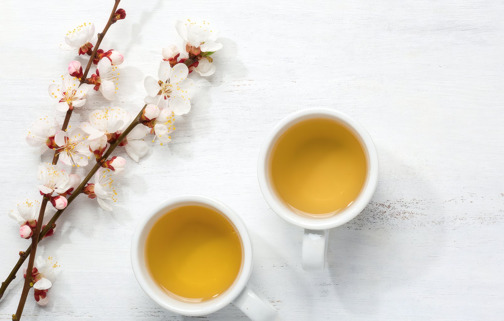 Two cups of golden tea beside a blossom branch