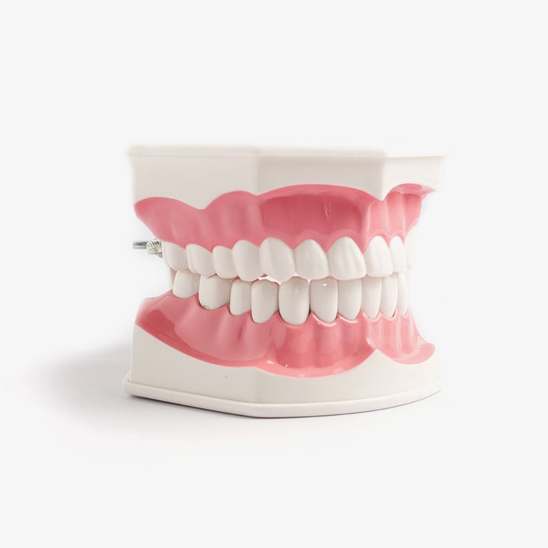 Dental Teaching Model
