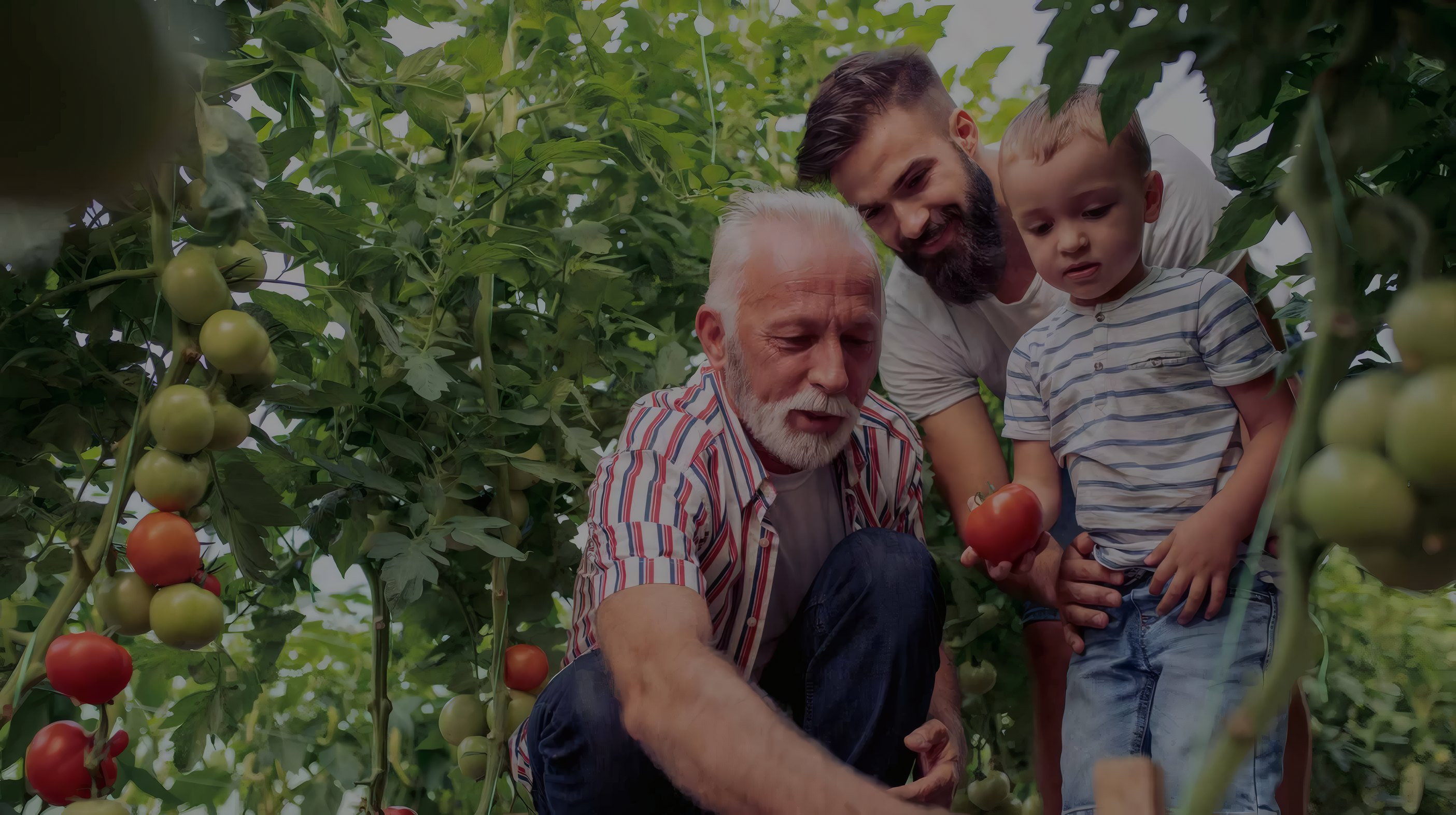 A grandfather and grandson picking tomatoes
