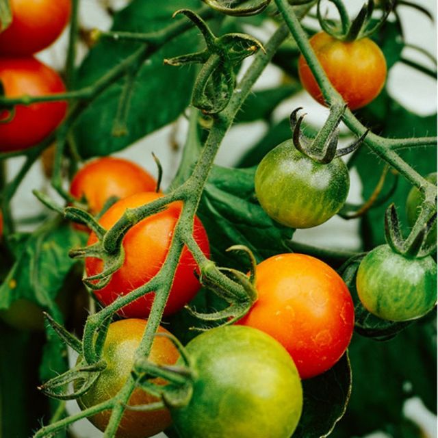 Cherry Tomatoes on the Pantrio feed