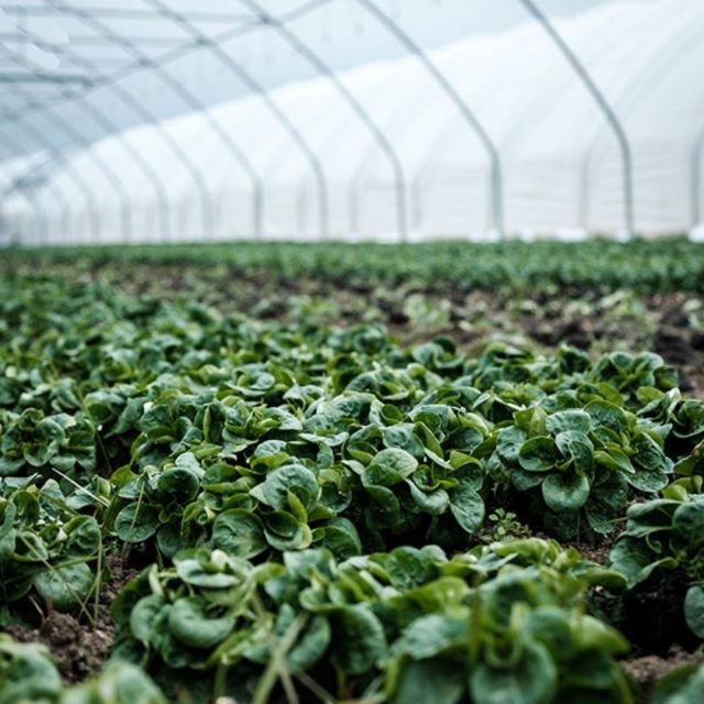 Baby Spinach on the Pantrio feed