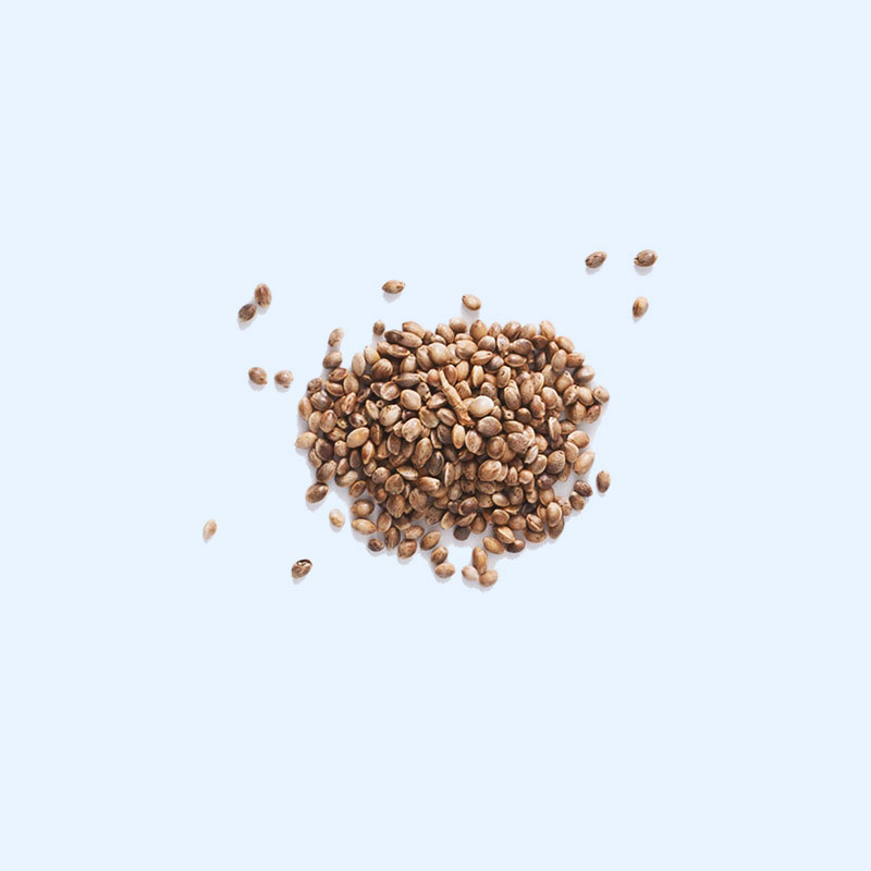 Buckwheat