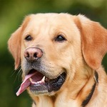 A Pawtel guest