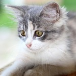 A Pawtel guest
