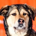 A Pawtel guest