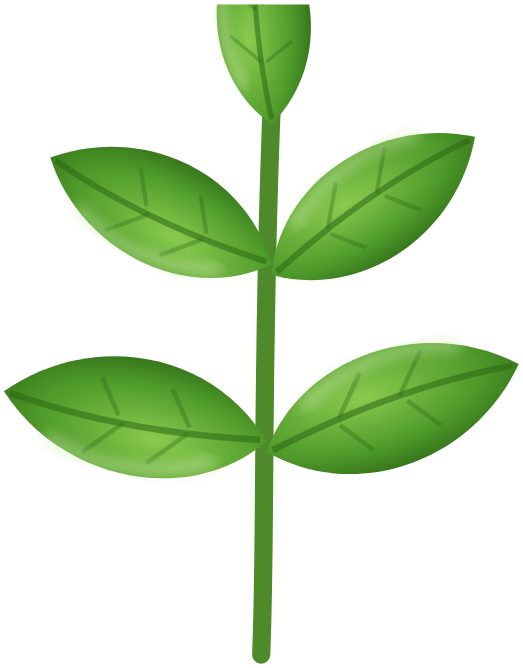 Basil
