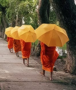 Monks with saffron umbrellas on a forest path