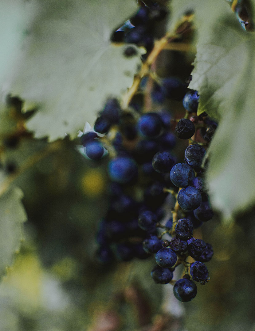 Black grapes on the vine