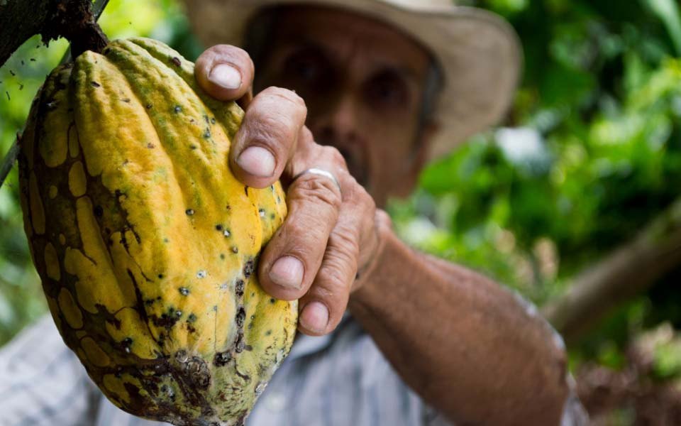 A grower holding a ripe cocoa pod