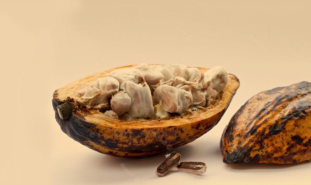 Cocoa pods opened to their beans