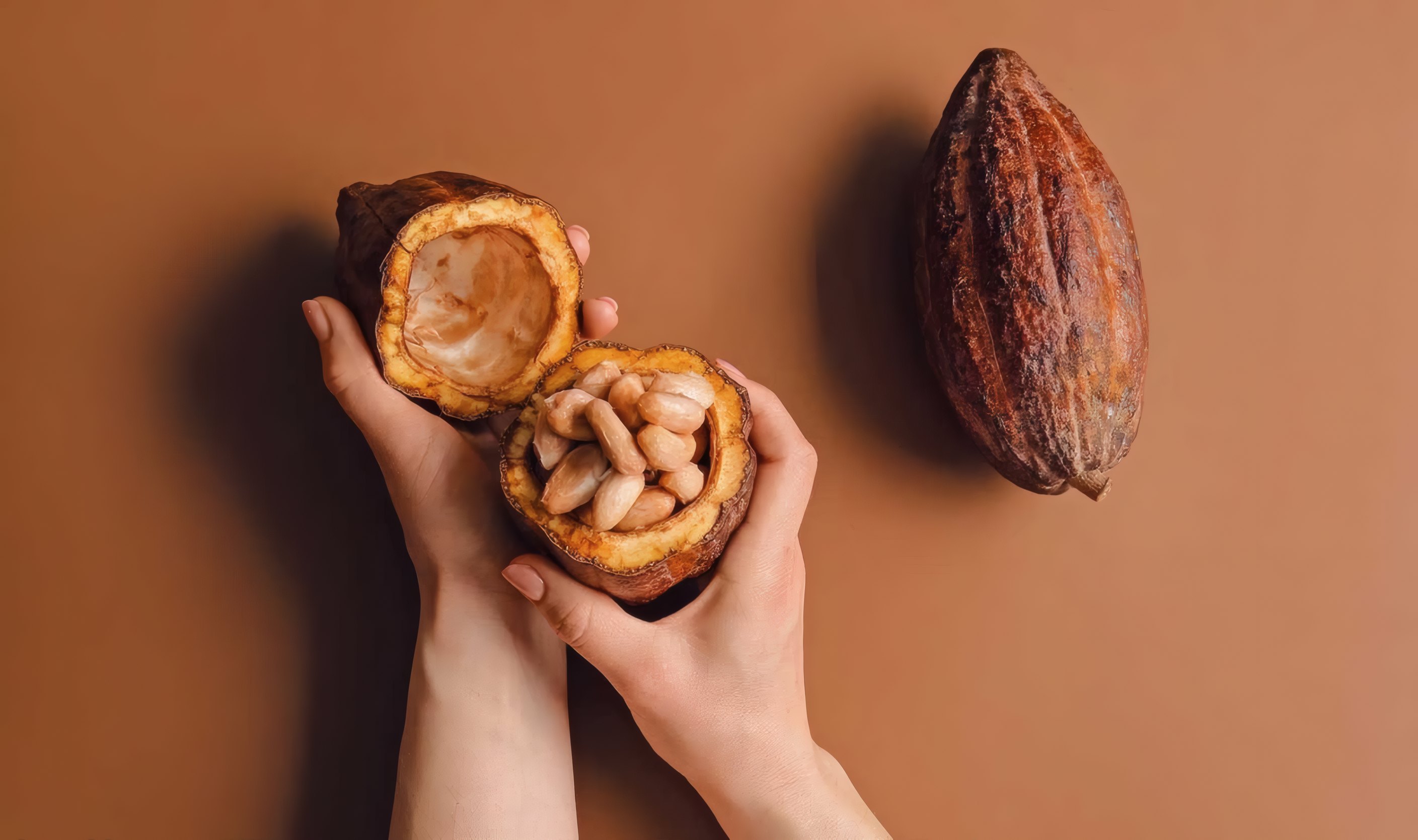 Hands holding freshly opened cocoa pods