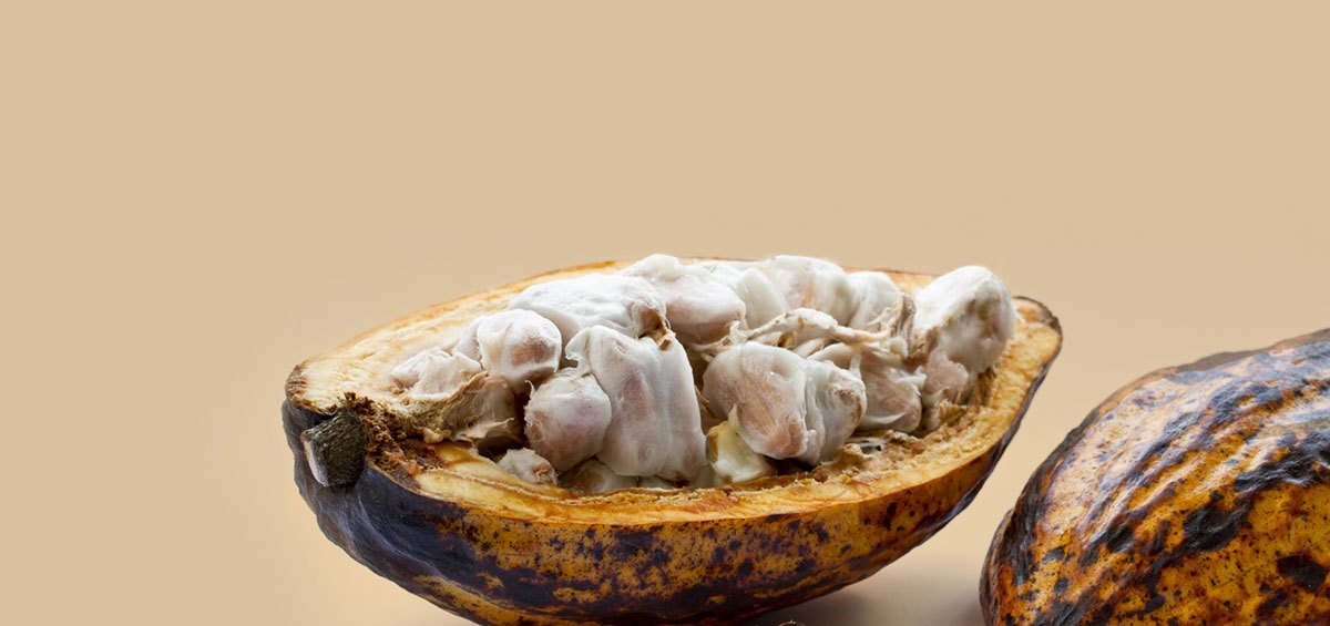 An open cocoa pod full of beans