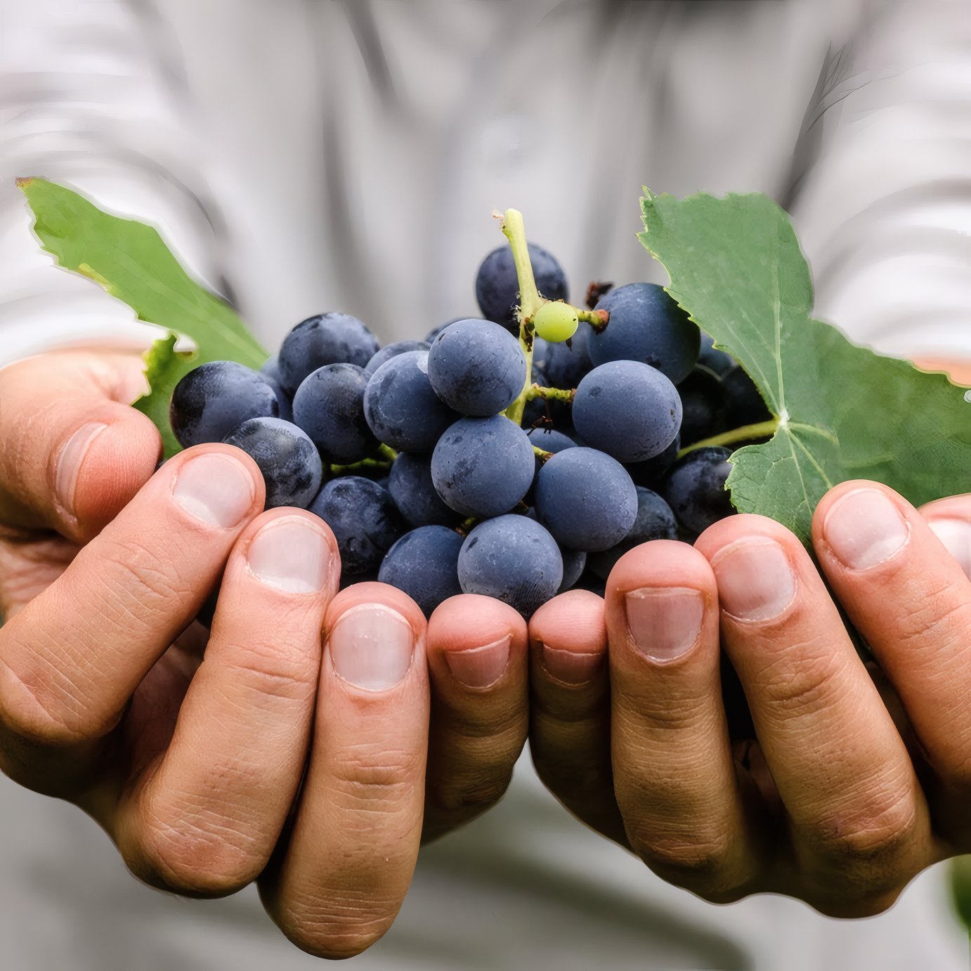 Two hands holding a bunch of red grapes