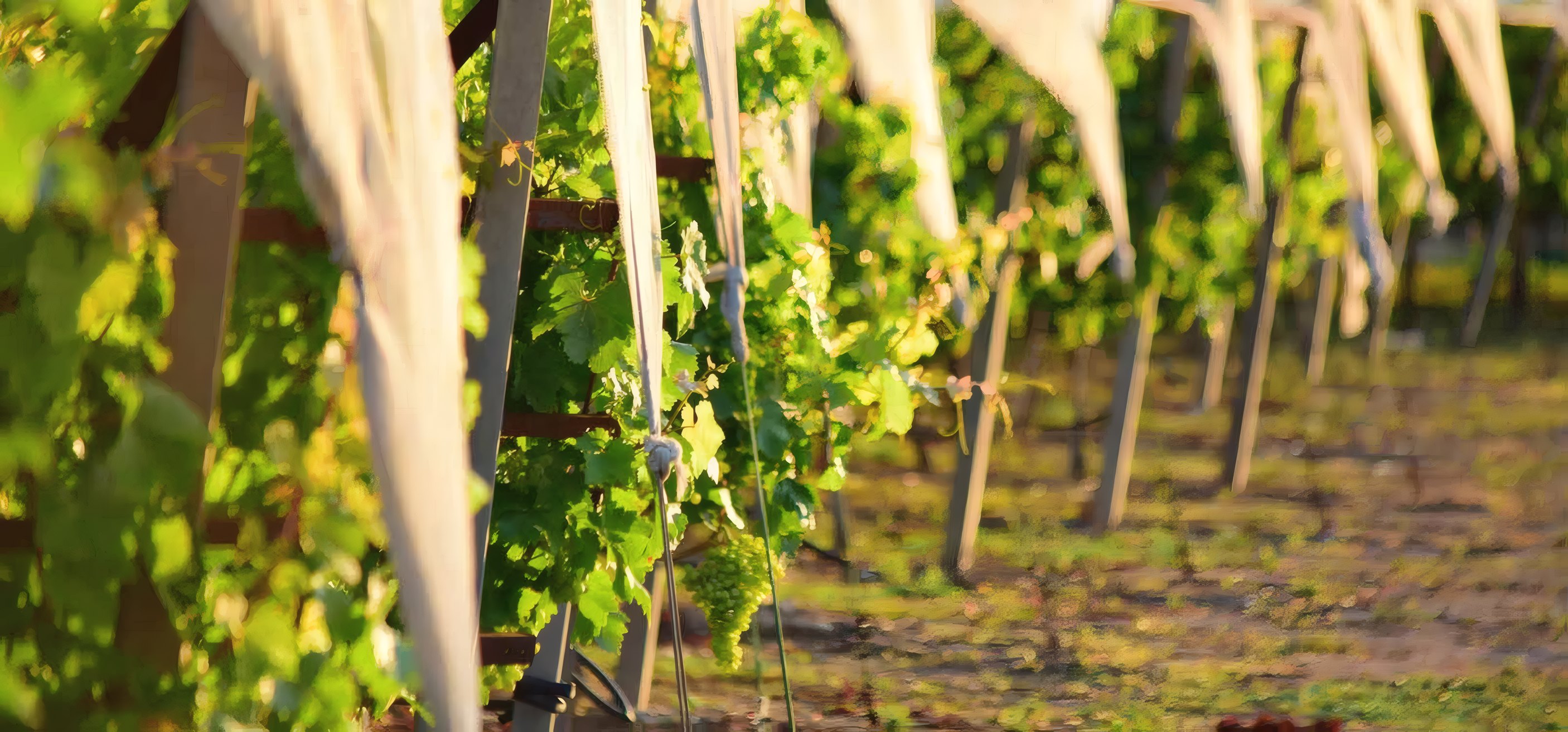 The nets over the rows before the harvest