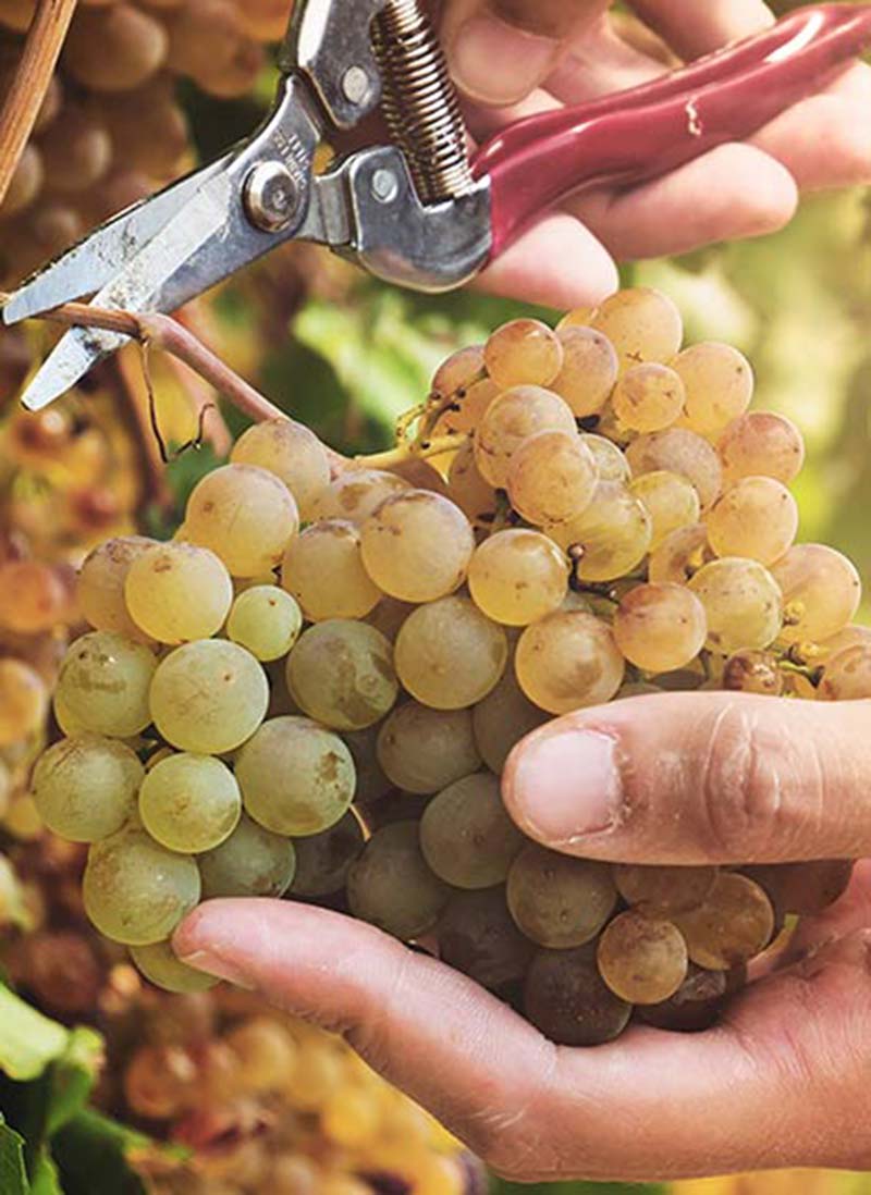 Secateurs cutting a cluster of white grapes