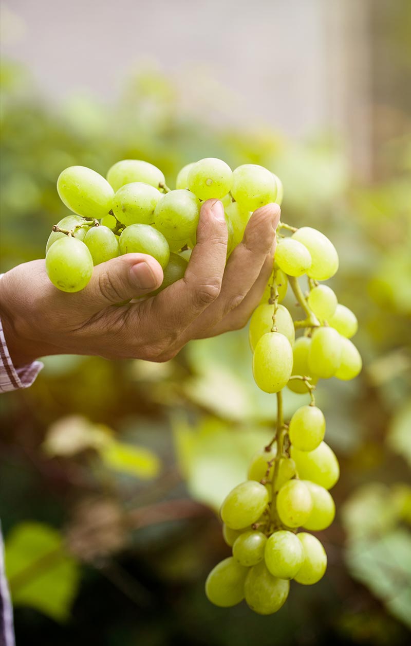 A cluster of white grapes held in a hand