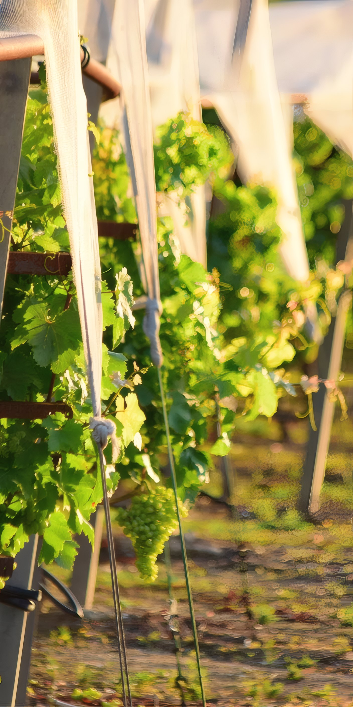 The nets over a row of vines in summer